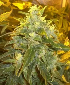 Northern Light Feminized Esrar Tohumu (Nirvana)