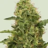 Northern Light Feminized Esrar Tohumu (Royal Queen Seeds)
