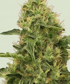 Northern Light Feminized Esrar Tohumu (Royal Queen Seeds)