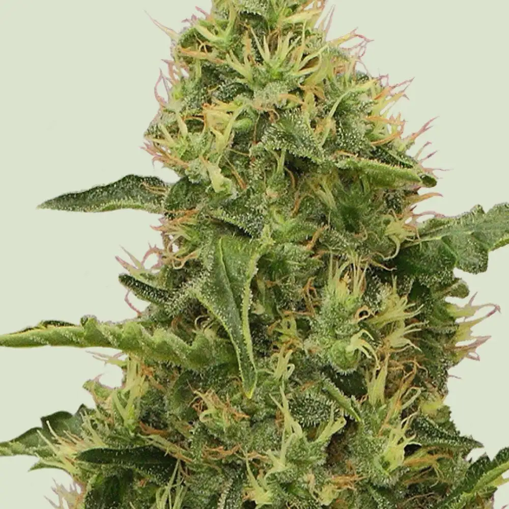 Northern Light Feminized Esrar Tohumu (Royal Queen Seeds)
