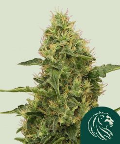 Northern Light Feminized Esrar Tohumu (Royal Queen Seeds)