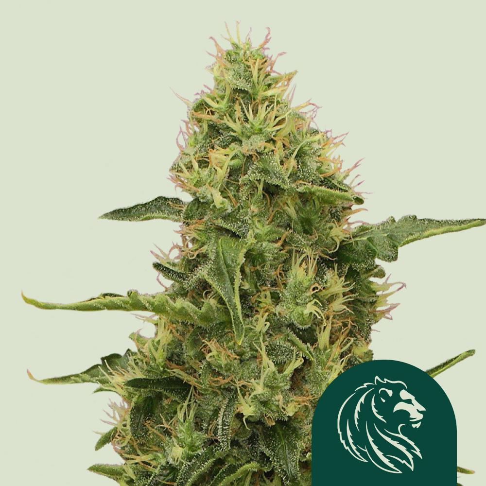 Northern Light Feminized Esrar Tohumu (Royal Queen Seeds)