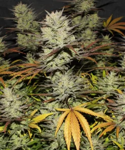 Northern Lights Auto Fem Esrar Tohumu (Fast Buds)