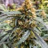 Northern Lights Auto Fem Esrar Tohumu (Fast Buds)