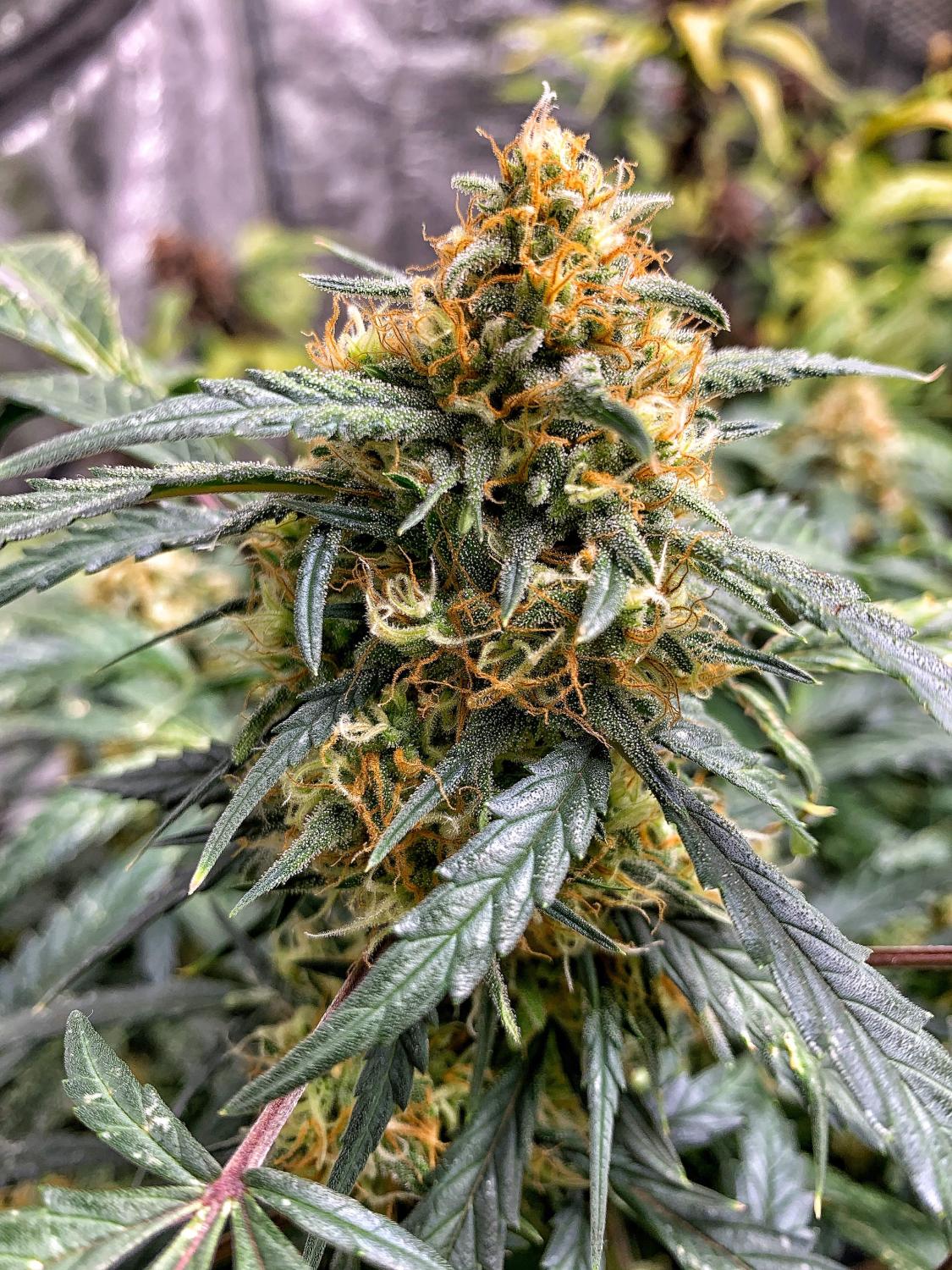 Northern Lights Auto Fem Esrar Tohumu (Fast Buds)