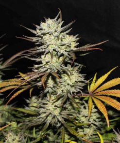 Northern Lights Auto Fem Esrar Tohumu (Fast Buds)