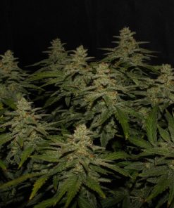 Northern Lights Auto Fem Esrar Tohumu (Fast Buds)