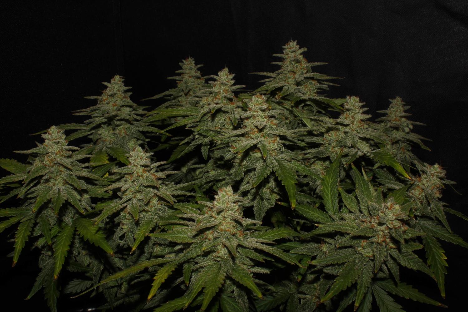 Northern Lights Auto Fem Esrar Tohumu (Fast Buds)