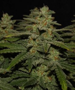 Northern Lights Auto Fem Esrar Tohumu (Fast Buds)