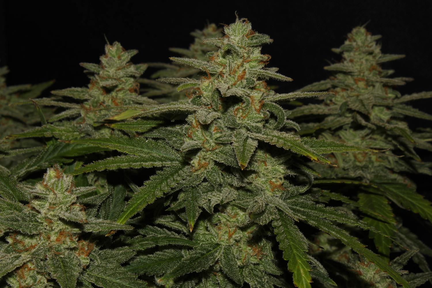 Northern Lights Auto Fem Esrar Tohumu (Fast Buds)