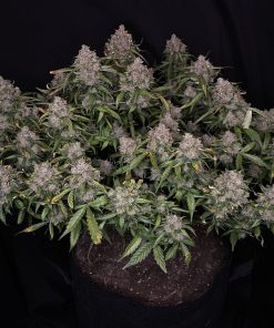 Northern Lights Auto Fem Esrar Tohumu (Fast Buds)