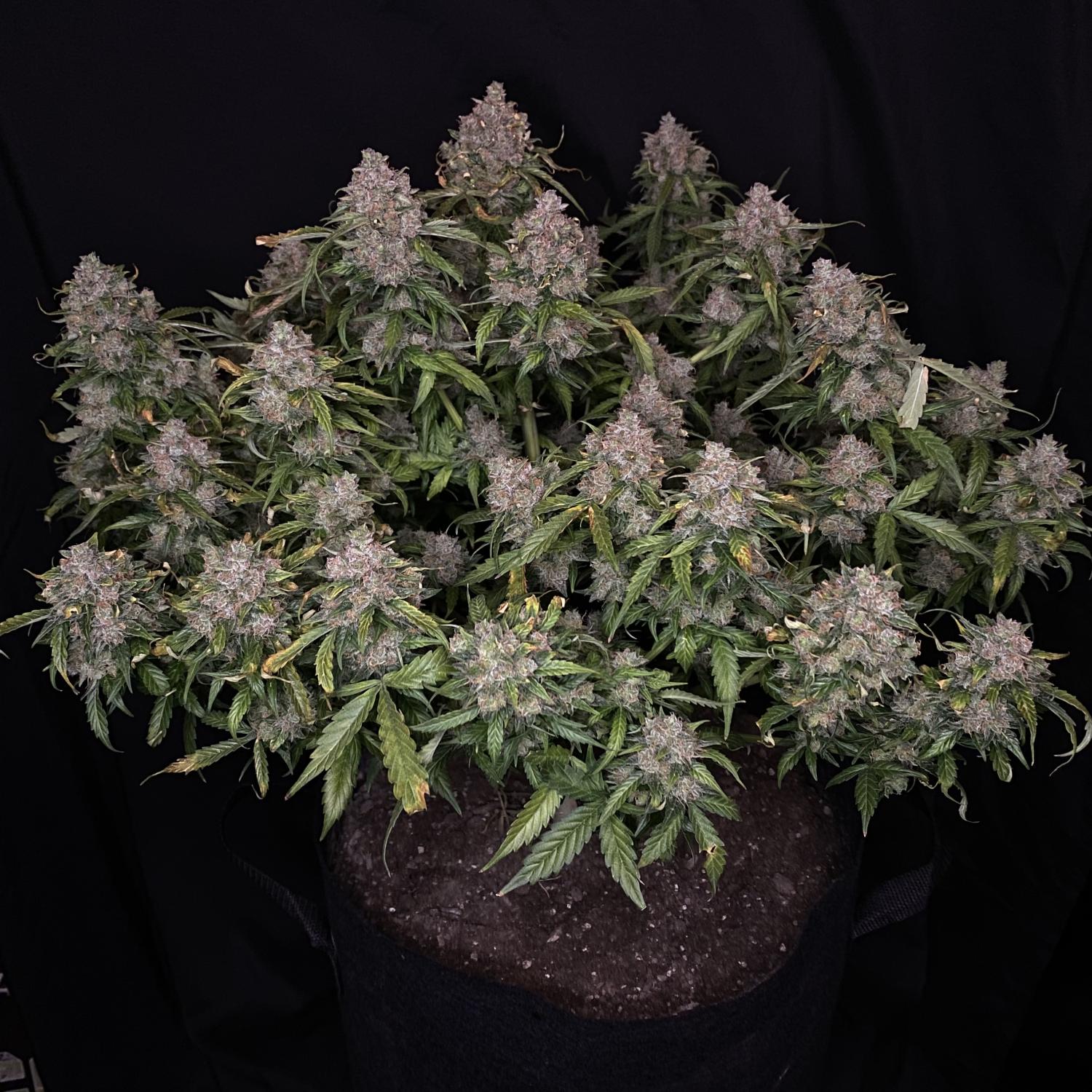 Northern Lights Auto Fem Esrar Tohumu (Fast Buds)