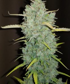 Northern Lights Auto Fem Esrar Tohumu (Fast Buds)