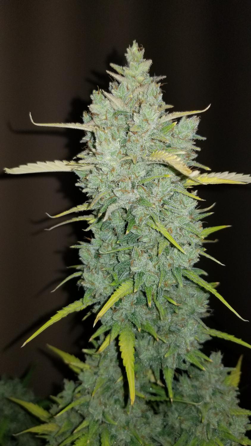Northern Lights Auto Fem Esrar Tohumu (Fast Buds)