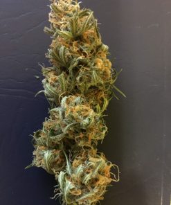 Northern Lights Auto Fem Esrar Tohumu (ILGM)