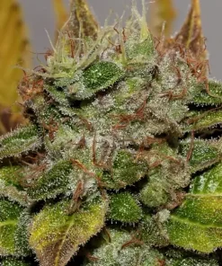 Northern Lights Auto Fem Esrar Tohumu (Seedsman)