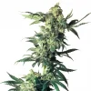 Northern Lights Regular Esrar Tohumu (Sensi Seeds)