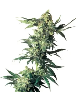 Northern Lights Regular Esrar Tohumu (Sensi Seeds)