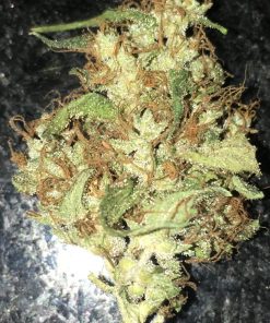 Northern Lights Regular Esrar Tohumu (Sensi Seeds)
