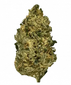 Northern Lights x Runtz, üzüm aroması ve yüksek THC içeriğiyle öne çıkan Indica baskın bir türdür. Derin rahatlama ve lezzetini keşfedin.
