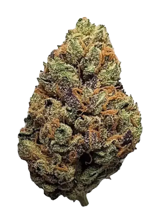 Northern Lights, keskin aroması ve yüksek THC içeriğiyle bilinen bir Indica türüdür. Kısa sürede çiçeklenir ve güçlü etkilere sahiptir. Özelliklerini keşfedin.