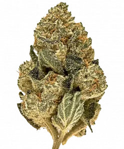 Northern Berry, toprak aromaları ve dengeli etkisiyle öne çıkan bir hibrit türdür. THC içeriğiyle keyifli bir deneyim sunar. Özelliklerini keşfedin.