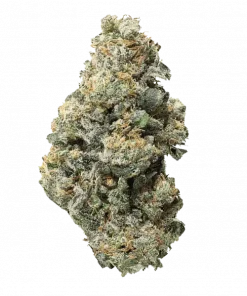 Notorious THC, vanilya aromalı ve yüksek THC'li Indica dominant bir türdür. Yaratıcılığı tetikleyen ve rahatlatan bu özel türü keşfedin.