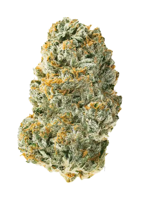 Nova OG, yüksek THC içeriği ve rahatlatıcı etkisiyle bilinen Indica dominant bir türdür. Tatlı aroması ve güçlü etkileriyle öne çıkar. Keşfedin.