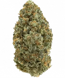 Now 'N Biker, sert aroması ve dengeli etkisiyle öne çıkan bir hibrit türdür. Stres ve ağrı için ideal. Genetik yapısını keşfedin.