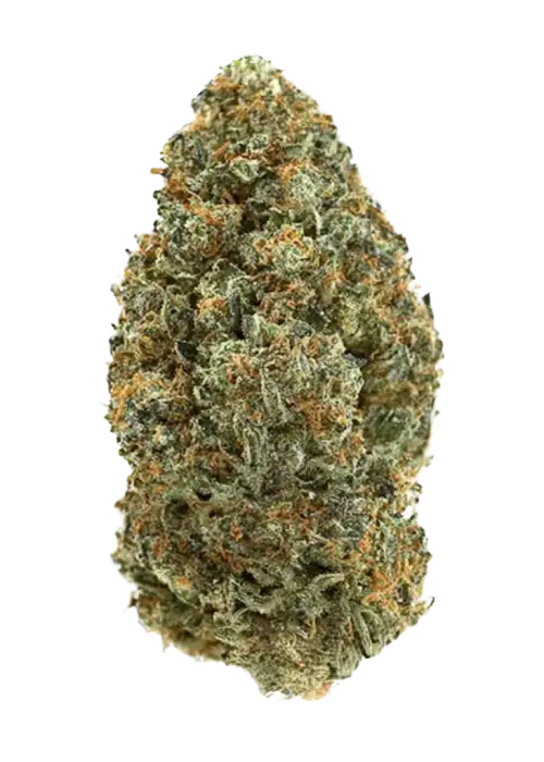 Now 'N Biker, sert aroması ve dengeli etkisiyle öne çıkan bir hibrit türdür. Stres ve ağrı için ideal. Genetik yapısını keşfedin.