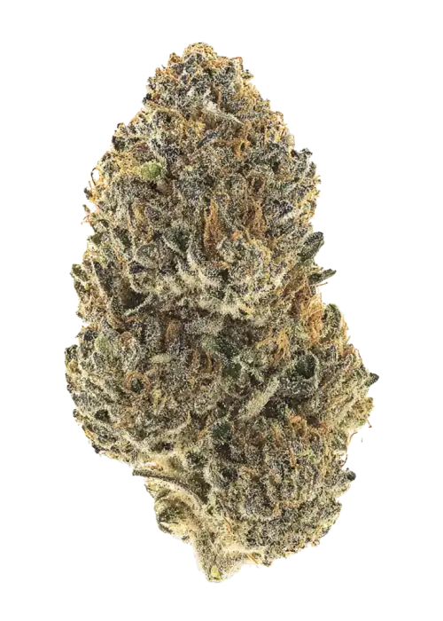 Now N’ Frutti, egzotik meyve aromaları ve dengeli etkileriyle öne çıkan bir hibrit türdür. Mutluluk ve yaratıcılık sunan bu türü keşfedin.