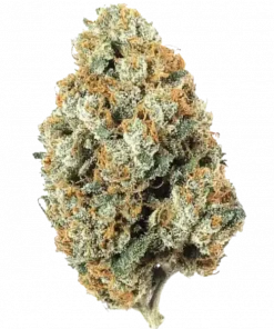 NYC Diesel, yakıtımsı aroması ve yüksek motivasyon etkisiyle öne çıkan Sativa baskın bir türdür. Benzersiz genetik yapısını ve potansiyel faydalarını keşfedin.