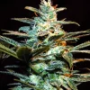NYC Diesel® Feminized Esrar Tohumu (Sweet Seeds)