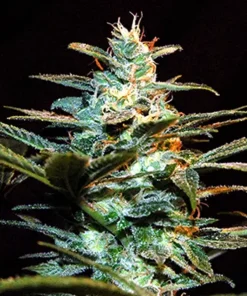 NYC Diesel® Feminized Esrar Tohumu (Sweet Seeds)