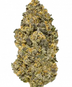 Oaxacan Gold, baharatlı aroması ve enerji veren Sativa etkisiyle bilinen Meksika kökenli bir türdür. Bu eşsiz genetiği keşfedin ve potansiyelini görüntüleyin.