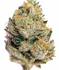 Obama Kush, tatlı meyve aromaları ve rahatlatıcı etkileriyle bilinen indica baskın bir türdür. Yaratıcılığı teşvik eden bu eşsiz türü keşfedin.