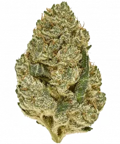 Obi Wonkanobi, tatlı meyve aromaları ve THC ile öne çıkan Indica dominant bir türdür. Derin rahatlama ve mutluluk için genetik yapısını keşfedin.