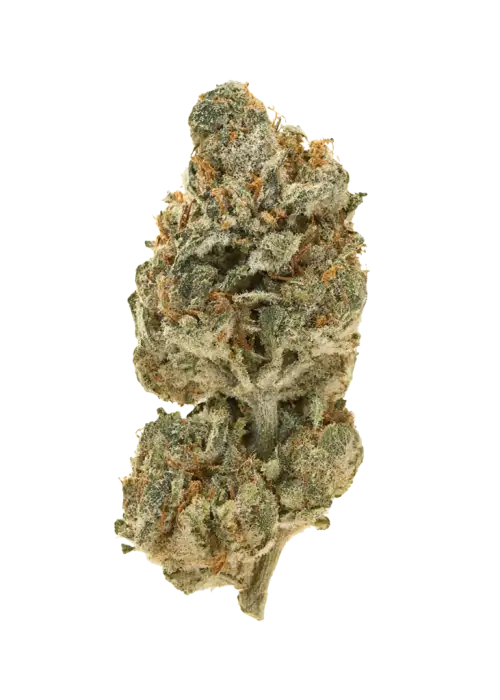 OC Oranges, narenciye aromaları ve dengeli etkileriyle öne çıkan bir hibrit türdür. Anksiyete ve stres için ideal. Genetik yapısını keşfedin.