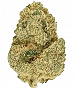 Ocean Beach OG, toprak aromaları ve 'ye varan THC içeriğiyle öne çıkan dengeli bir hybrid türdür. Bu eşsiz türün genetik yapısını ve etkilerini keşfedin.