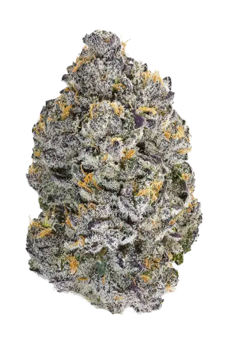 Odo Wan Cheenobi, peynir aromaları ve zihinsel berraklığı ile öne çıkan dengeli bir türdür. Stres ve yorgunluğa karşı potansiyel faydalarını keşfedin.