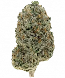 Odo Wan Strawnobi, çilek ve muz aromalarıyla öne çıkan dengeli bir hibrit türdür. Yaratıcılığı artıran ve rahatlama sağlayan bu türü keşfedin.