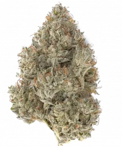 06 OG #55, yakıtımsı kek aroması ve yüksek THC içeriğiyle bilinen Indica baskın bir türdür. Derin rahatlama ve mutluluk için genetik yapısını keşfedin.