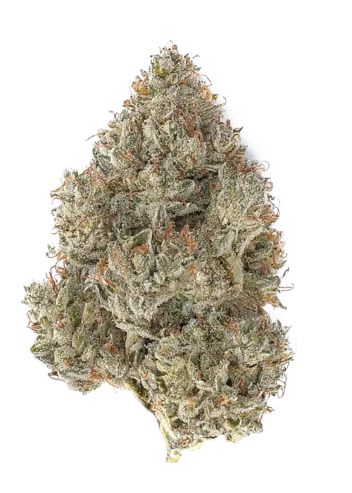 06 OG #55, yakıtımsı kek aroması ve yüksek THC içeriğiyle bilinen Indica baskın bir türdür. Derin rahatlama ve mutluluk için genetik yapısını keşfedin.