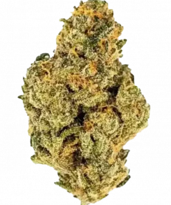 Eddy Lepp, tropikal meyve aromaları ve rahatlatıcı etkileriyle bilinen Indica/Sativa melezi bir türdür. Sınırlı alanda yetiştirmek için ideal. Özelliklerini keşfedin.