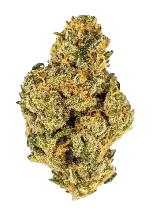 Eddy Lepp, tropikal meyve aromaları ve rahatlatıcı etkileriyle bilinen Indica/Sativa melezi bir türdür. Sınırlı alanda yetiştirmek için ideal. Özelliklerini keşfedin.