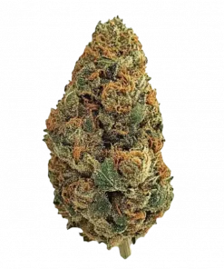 OG Kush, benzersiz toprak ve çam aromasıyla öne çıkan Indica dominant bir türdür. Yüksek THC içeriğiyle rahatlatıcı etkilerini keşfedin ve hemen görüntüleyin.