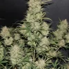 OG Kush Auto Fem Esrar Tohumu (Fast Buds)