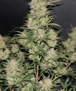 OG Kush Auto Fem Esrar Tohumu (Fast Buds)