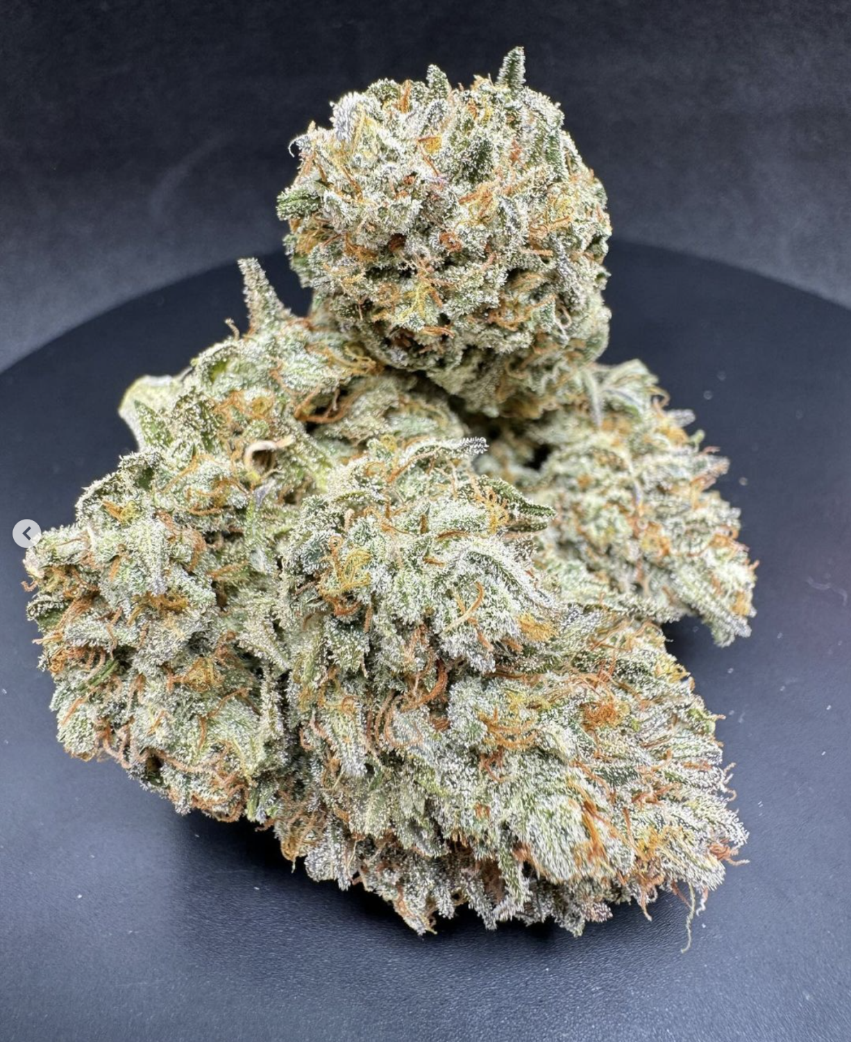 OG Kush Auto Fem Esrar Tohumu (Fast Buds)