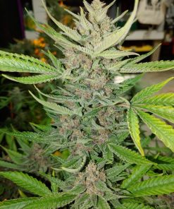 OG Kush Auto Fem Esrar Tohumu (Fast Buds)